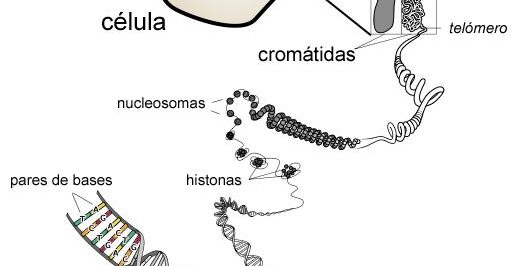 La celula