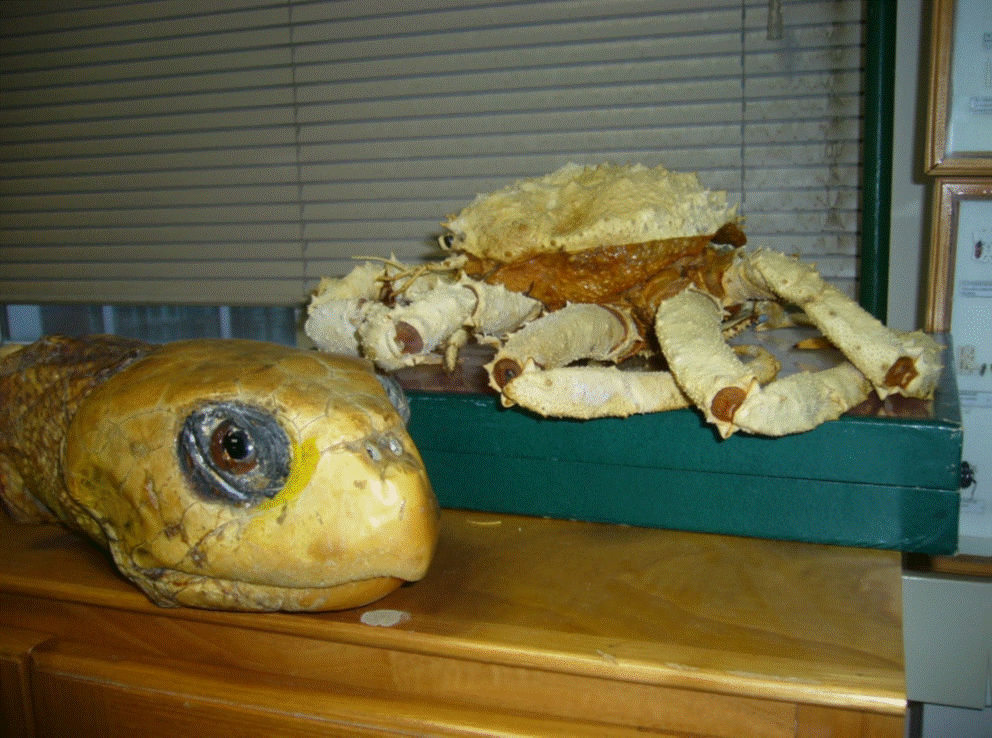 Laboratorio de Zoología